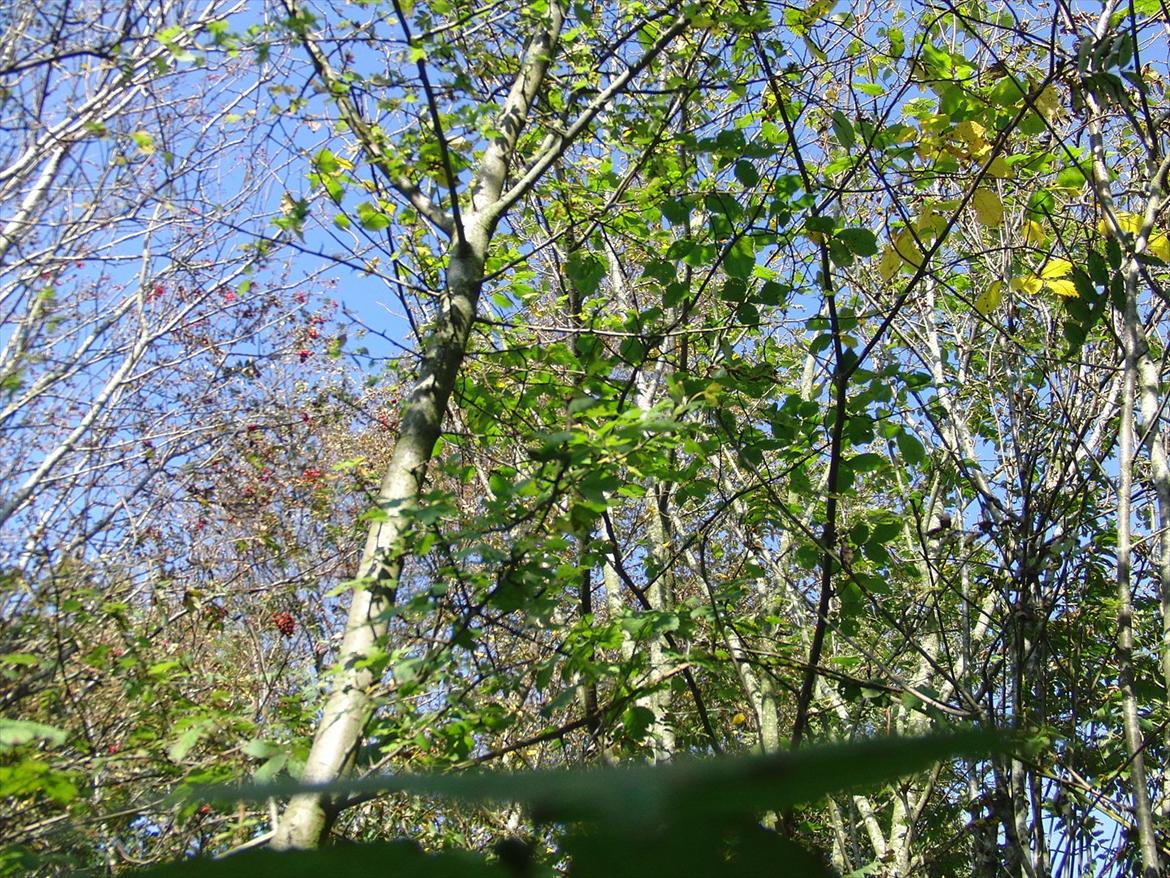 Efterårsbilleder! billede 9