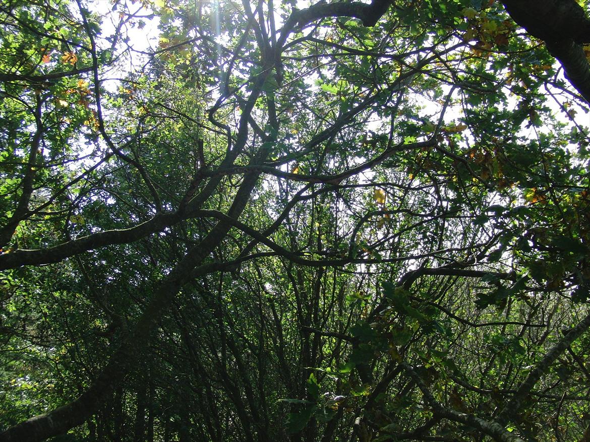 Efterårsbilleder! billede 10