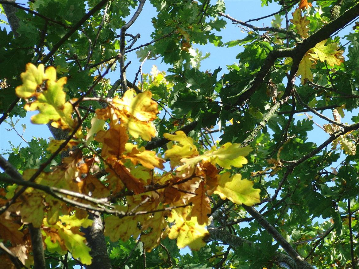 Efterårsbilleder! billede 11