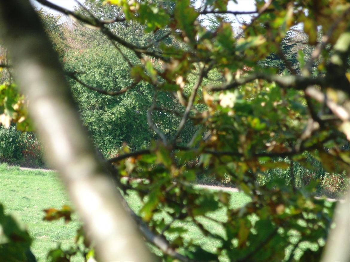 Efterårsbilleder! billede 12