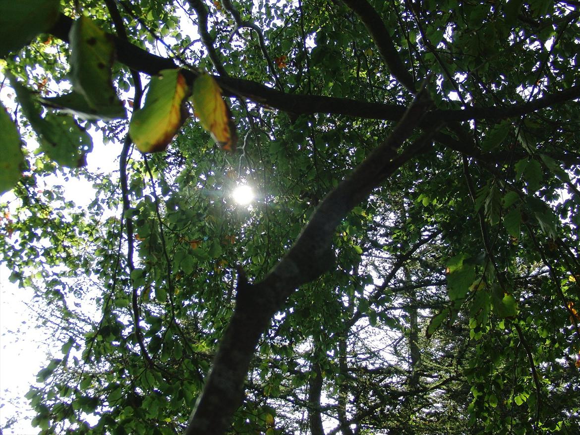 Efterårsbilleder! billede 15