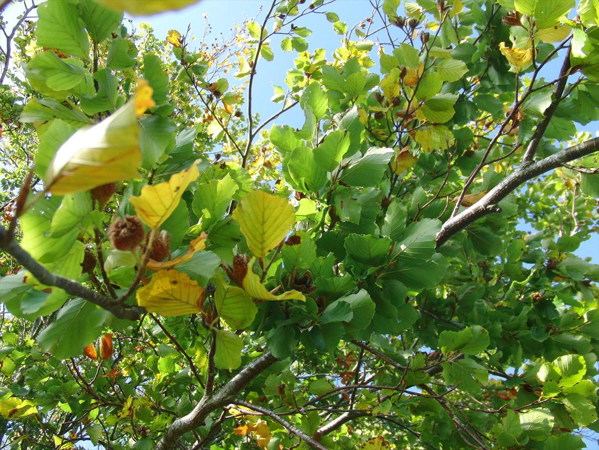 Efterårsbilleder! billede 16