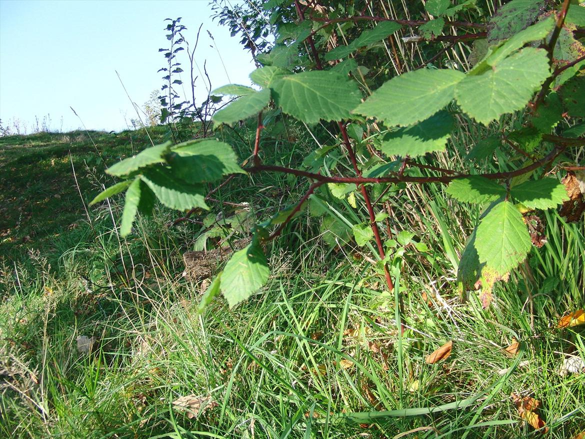 Efterårsbilleder! billede 17