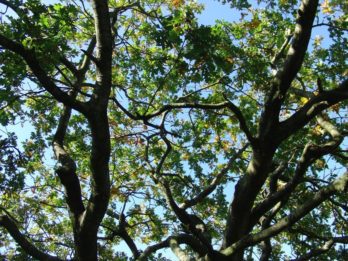 Efterårsbilleder! billede 19