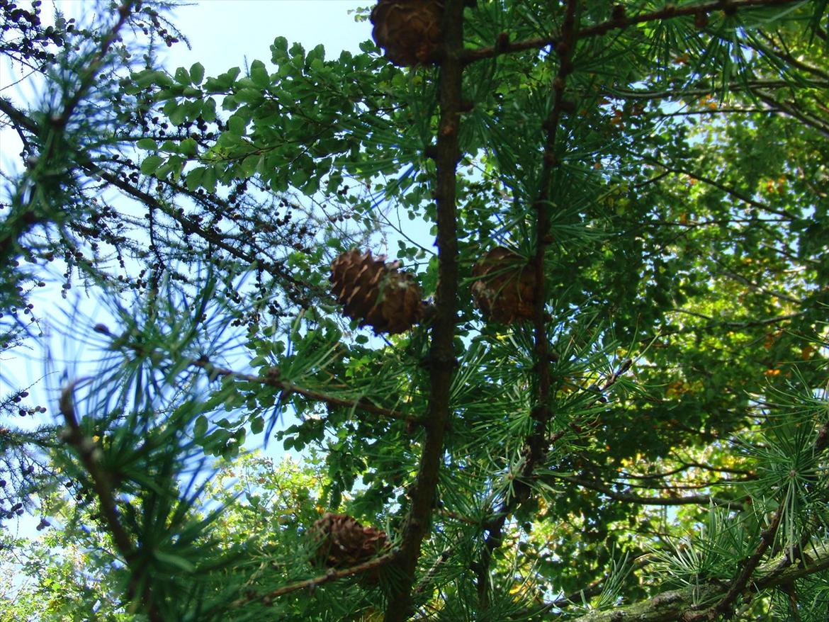 Efterårsbilleder! billede 20