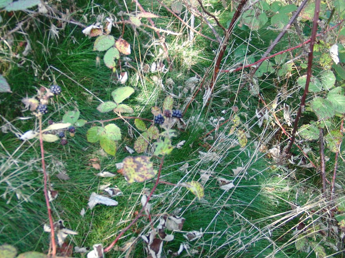 Efterårsbilleder! billede 21