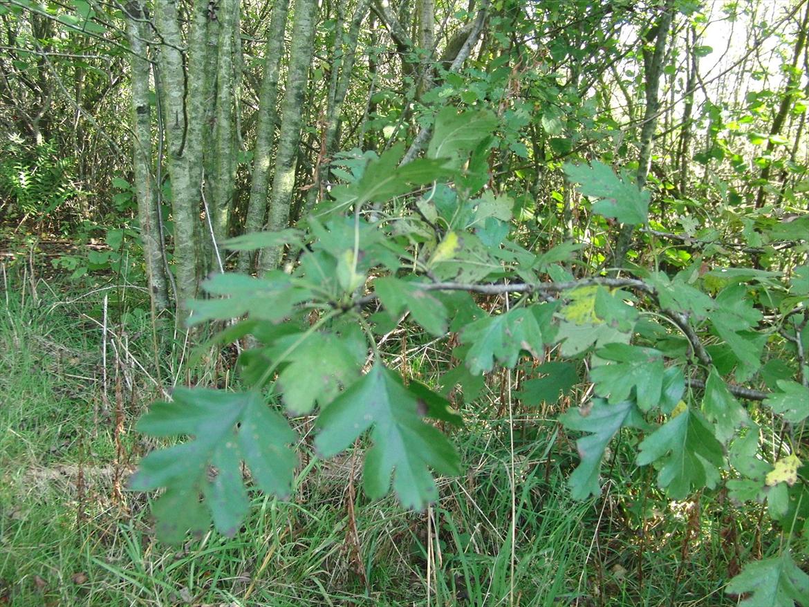 Efterårsbilleder! billede 22