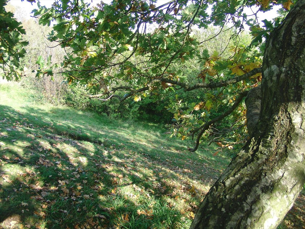 Efterårsbilleder! billede 23