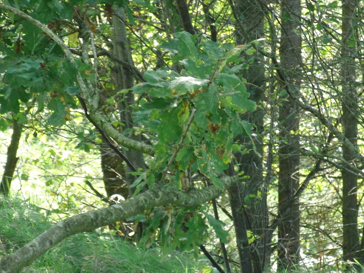 Efterårsbilleder! billede 24