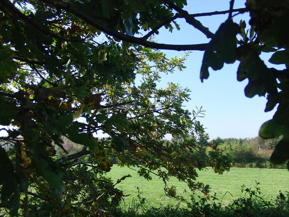 Efterårsbilleder! billede 25