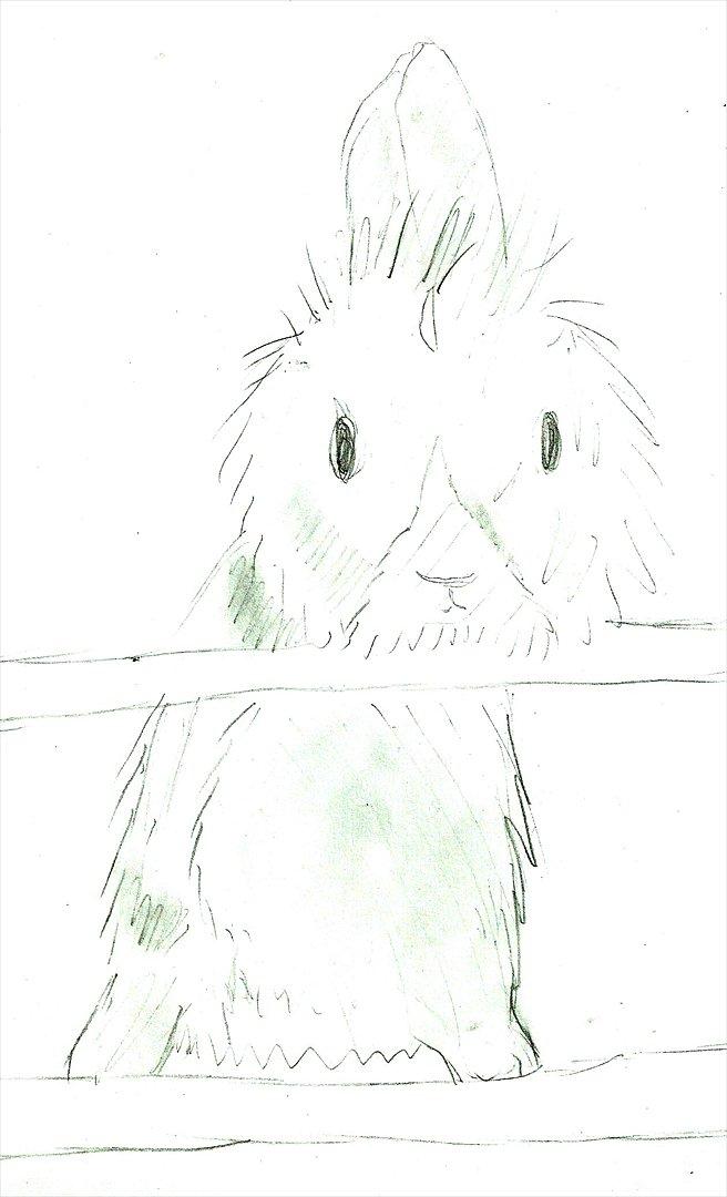 Tegninger :D   - En viiiiirkelig gammel tegning af min kanin Bambino :O Nok en af første jeg brugte "skyggeeftekten" nogensinde   billede 129