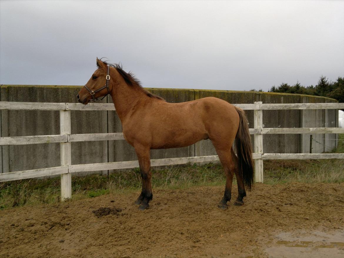 Adeilo på Hodsager Happy Horse billede 37