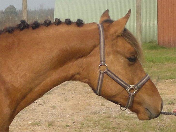 Adeilo på Hodsager Happy Horse billede 38