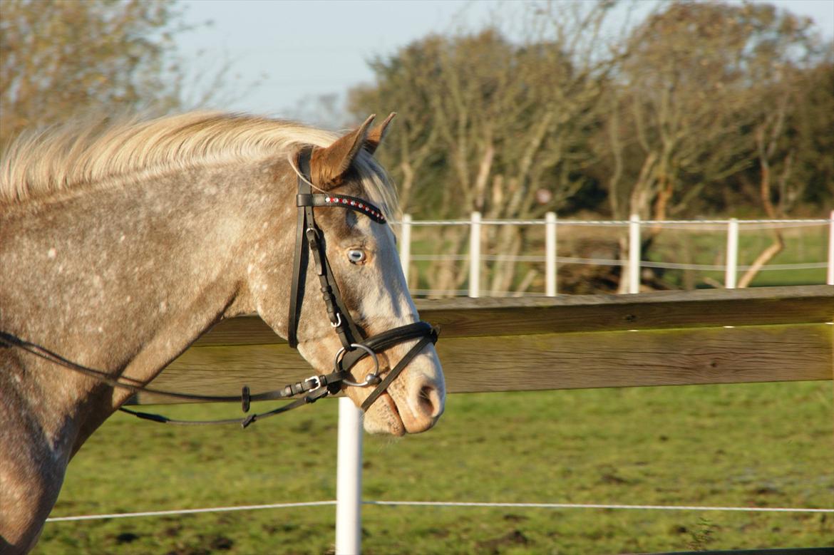 Cosmopolitan billede 4