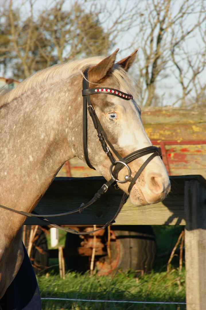 Cosmopolitan billede 5