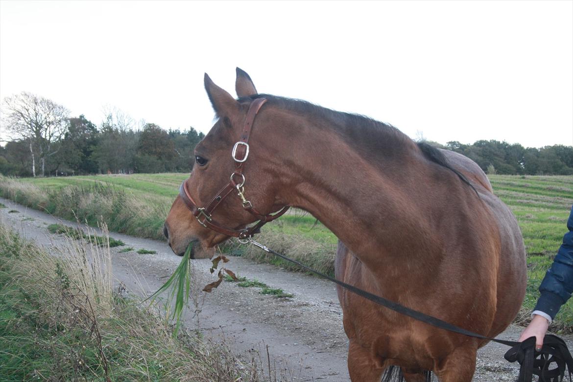 Rest in peace verdens bedste Tequila! billede 5