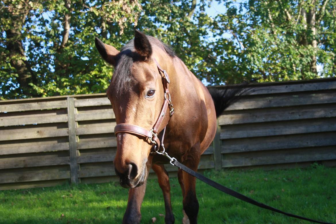 Rest in peace verdens bedste Tequila! billede 9