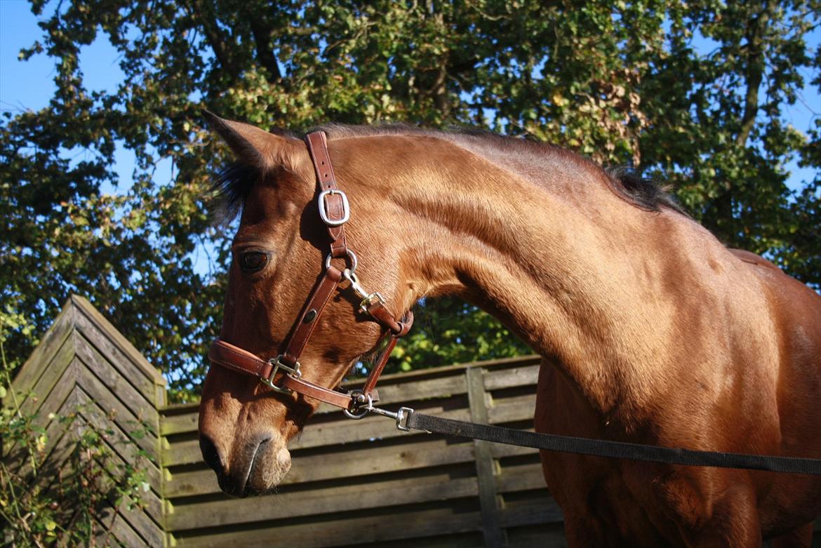 Rest in peace verdens bedste Tequila! billede 10