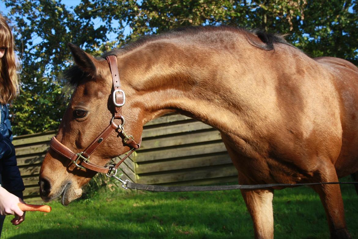 Rest in peace verdens bedste Tequila! billede 11