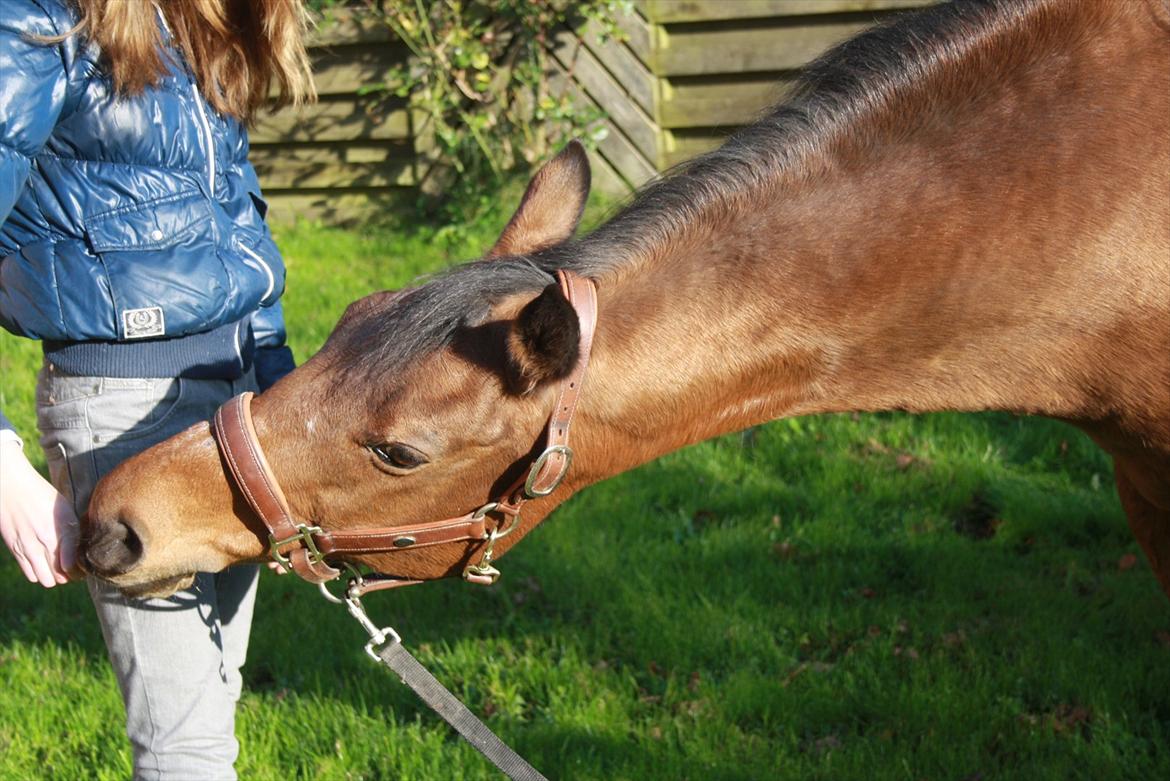 Rest in peace verdens bedste Tequila! billede 13