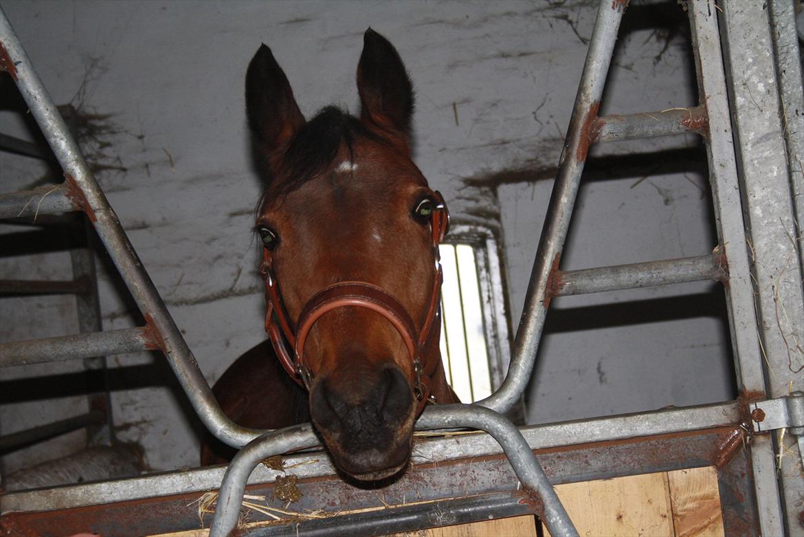 Rest in peace verdens bedste Tequila! billede 15