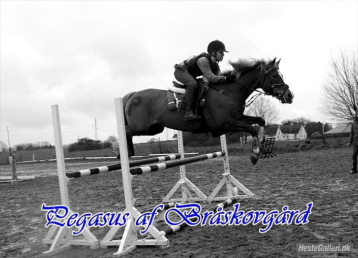 Lidt redigerede billeder af de smukke dyr<3 :* billede 3