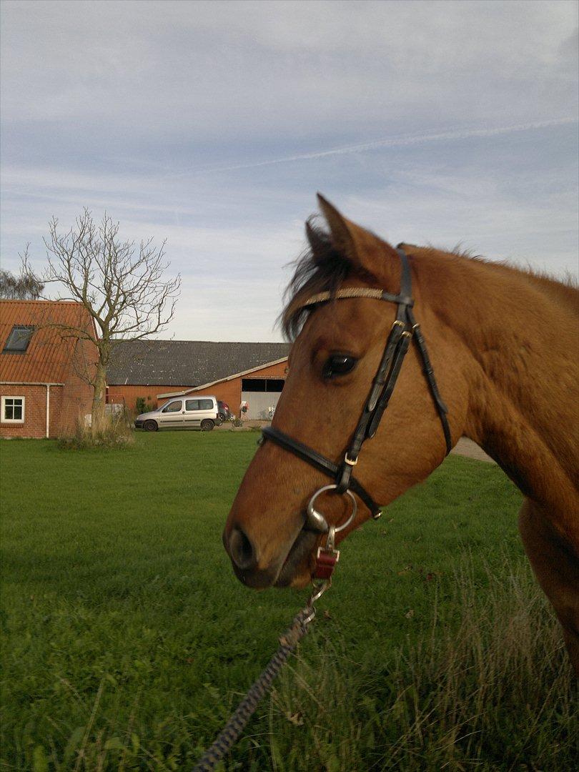 Adeilo på Hodsager Happy Horse billede 40