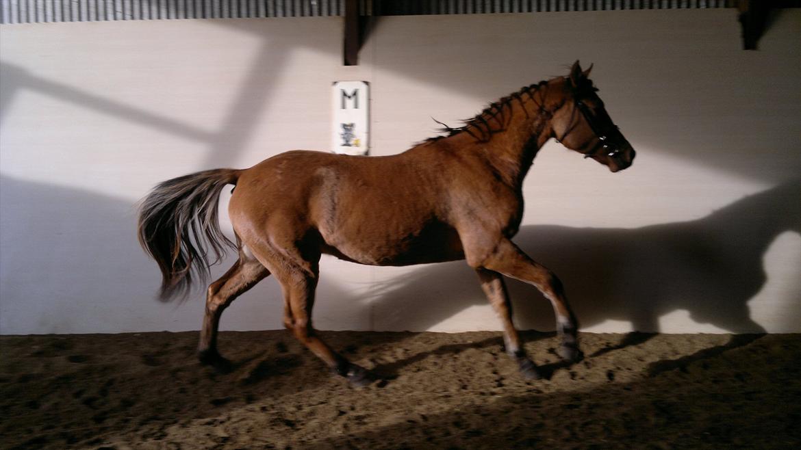 Adeilo på Hodsager Happy Horse billede 41