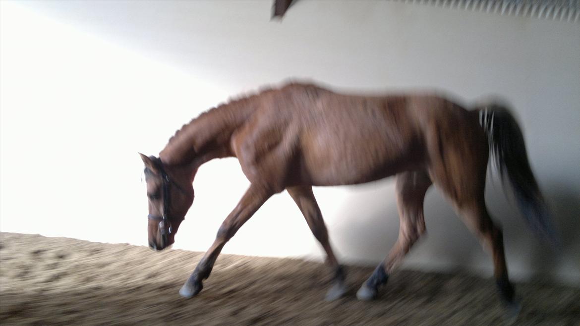 Adeilo på Hodsager Happy Horse billede 42