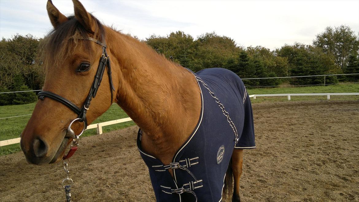 Adeilo på Hodsager Happy Horse billede 43