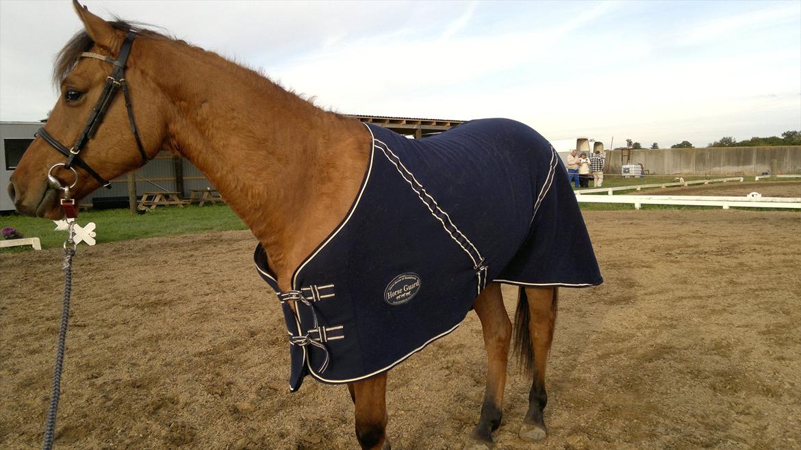 Adeilo på Hodsager Happy Horse billede 44