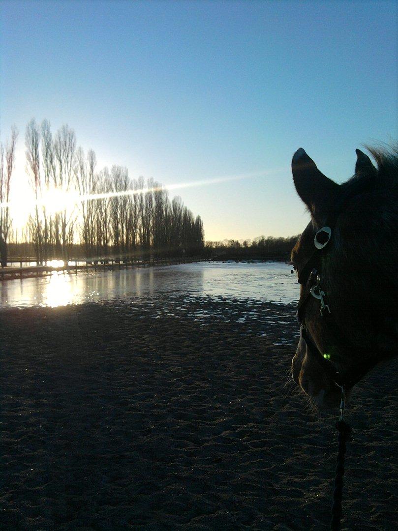 Hvidovre-Avedøre Rideklub - Pako og jeg går en lille tur en kold dag i Januar :) billede 3