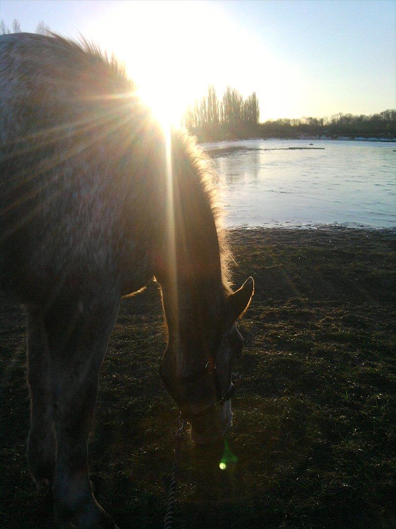 Hvidovre-Avedøre Rideklub - Pako og jeg går en lille tur en kold dag i Januar :) billede 1