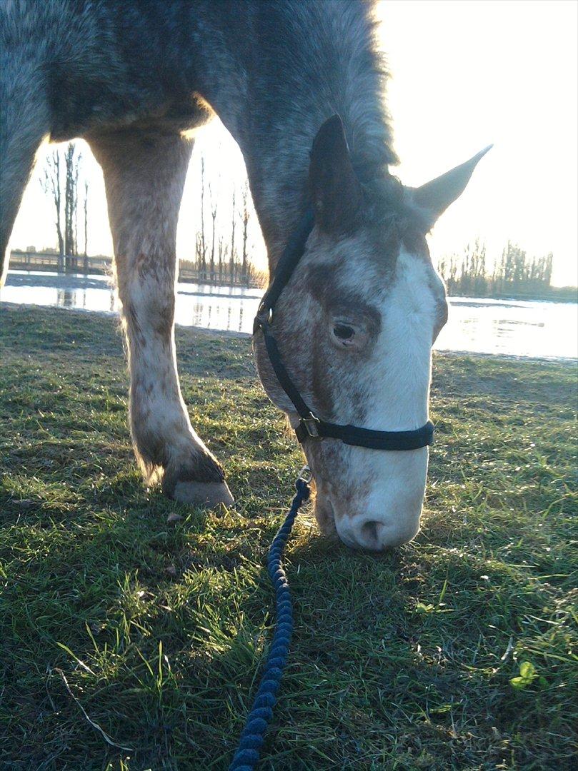 Hvidovre-Avedøre Rideklub - Pako og jeg går en lille tur en kold dag i Januar :) billede 2