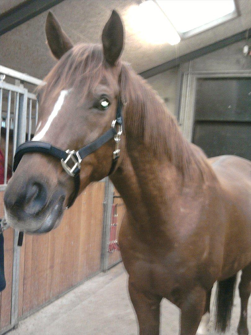 Hvidovre-Avedøre Rideklub - Davis med Pako's grime - alt for stor til ham, i know ;)  billede 5