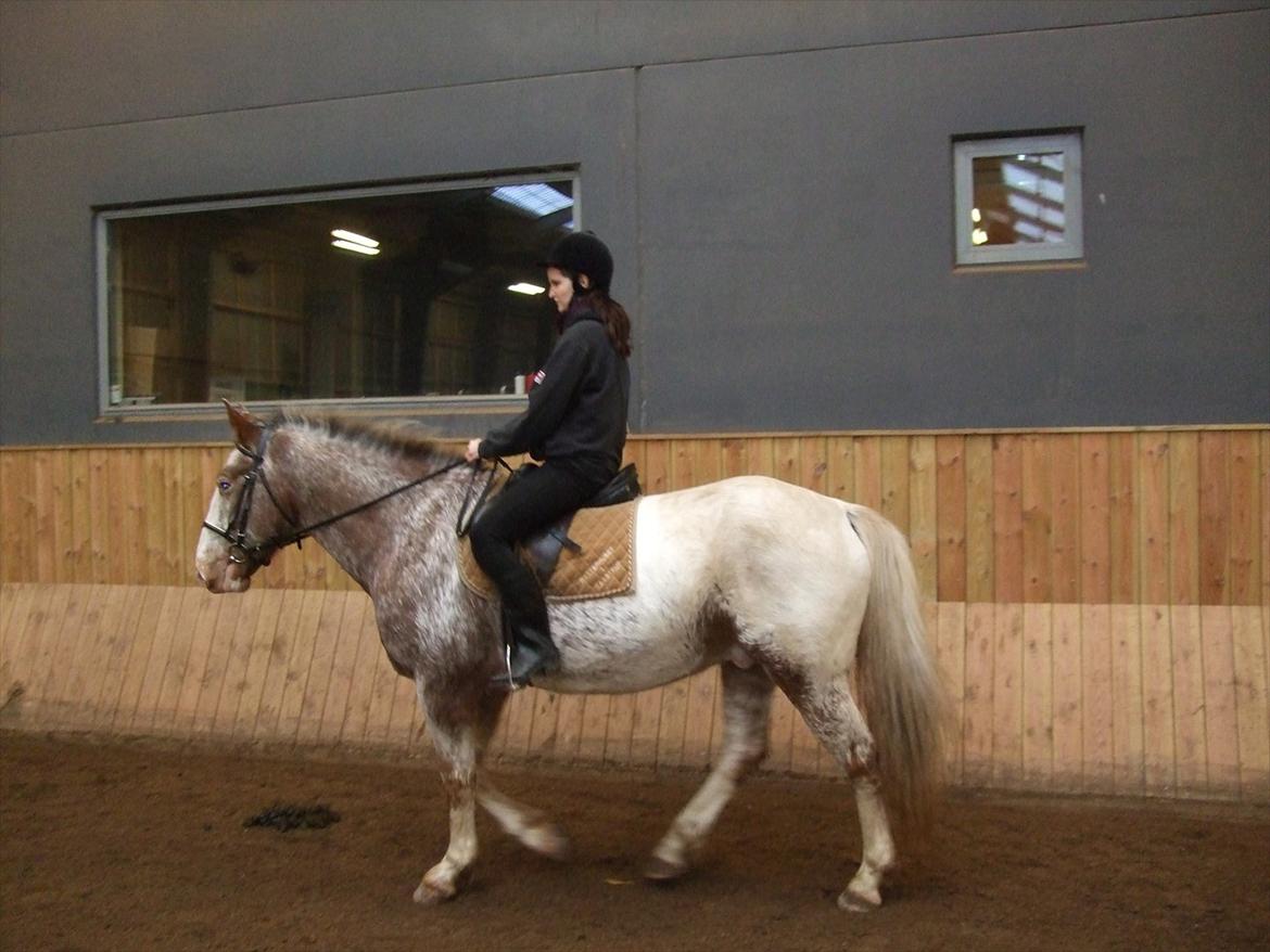 Hvidovre-Avedøre Rideklub billede 7