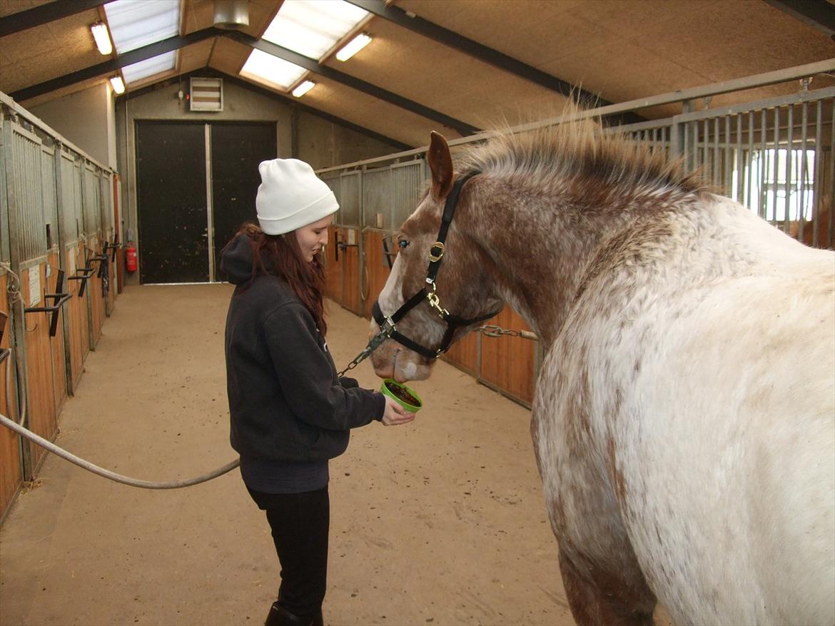 Hvidovre-Avedøre Rideklub - Guffehovedet Pako <3 billede 9