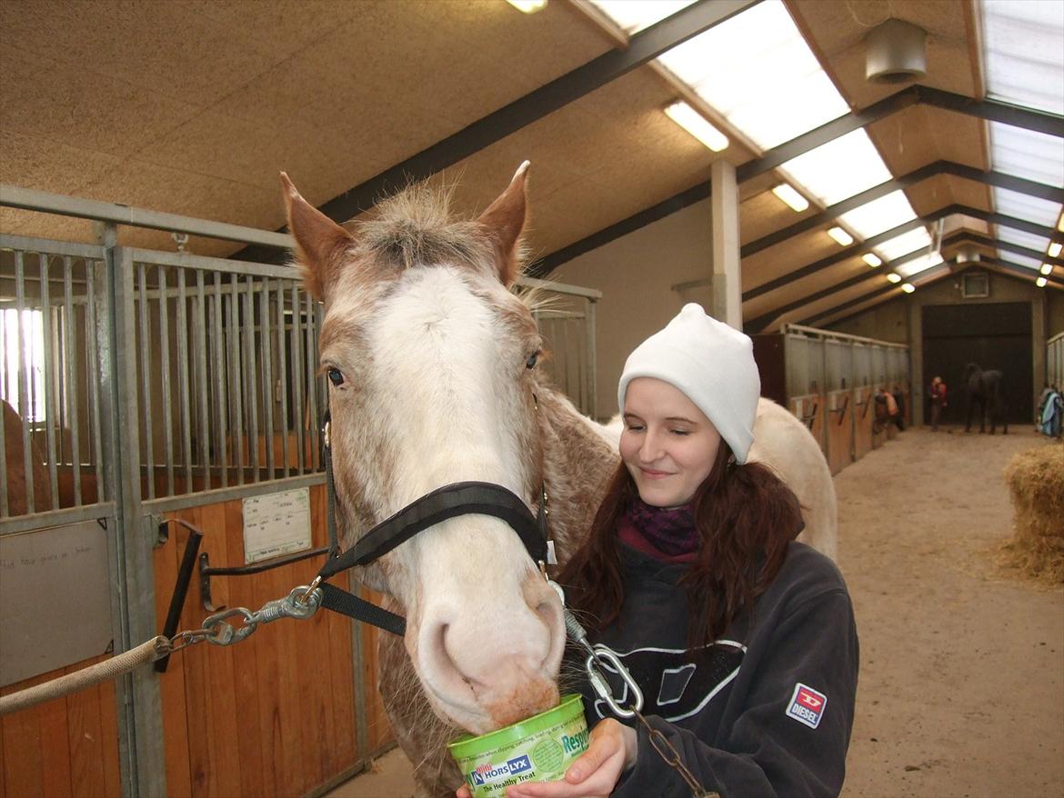 Hvidovre-Avedøre Rideklub - Skønne hest <3 billede 10