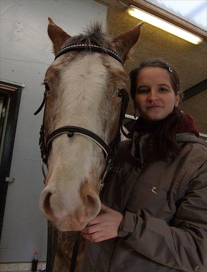Hvidovre-Avedøre Rideklub - Da jeg havde købt et nyt pandebånd til Pako :)  billede 11