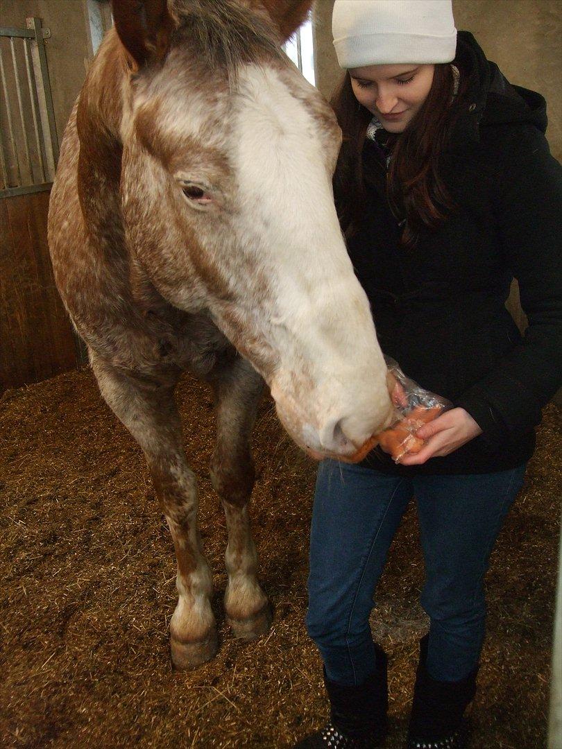 Hvidovre-Avedøre Rideklub - Lyden af plasticpose = gulerødder! ;)  billede 12
