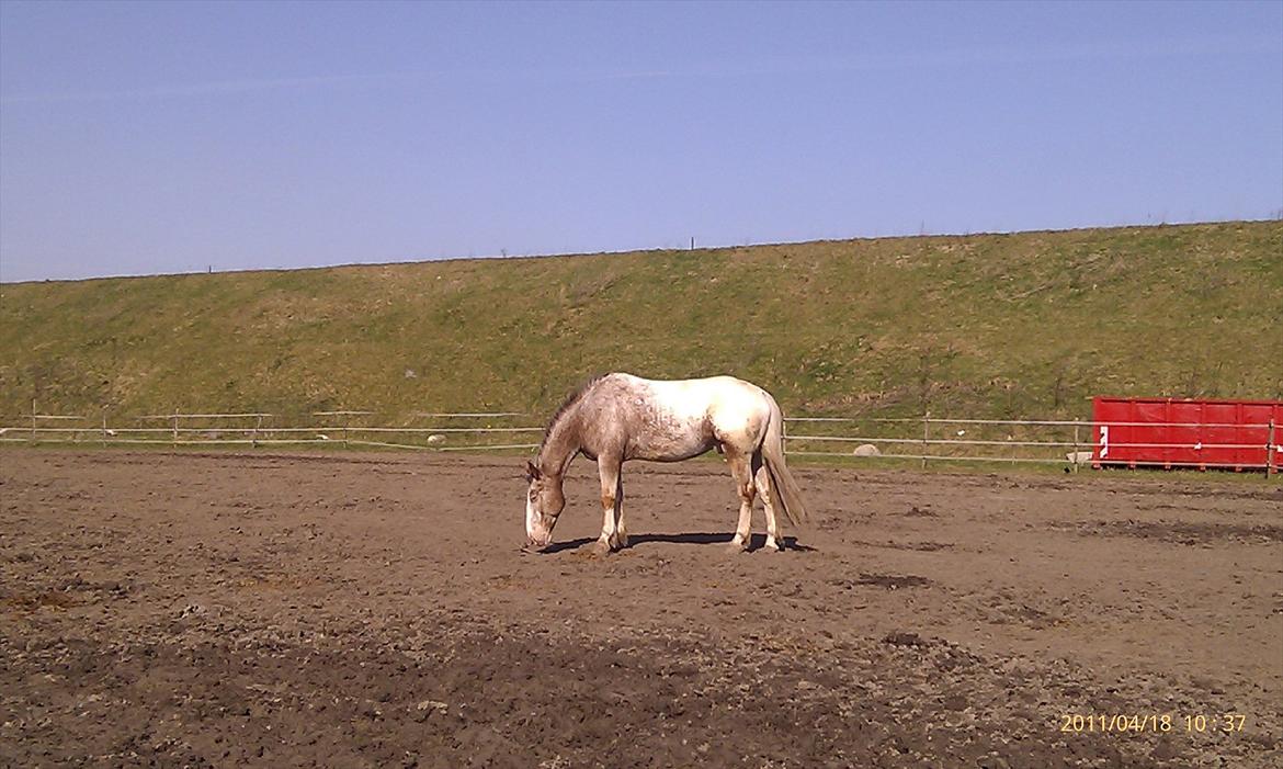 Hvidovre-Avedøre Rideklub - Pako på fold :) billede 17