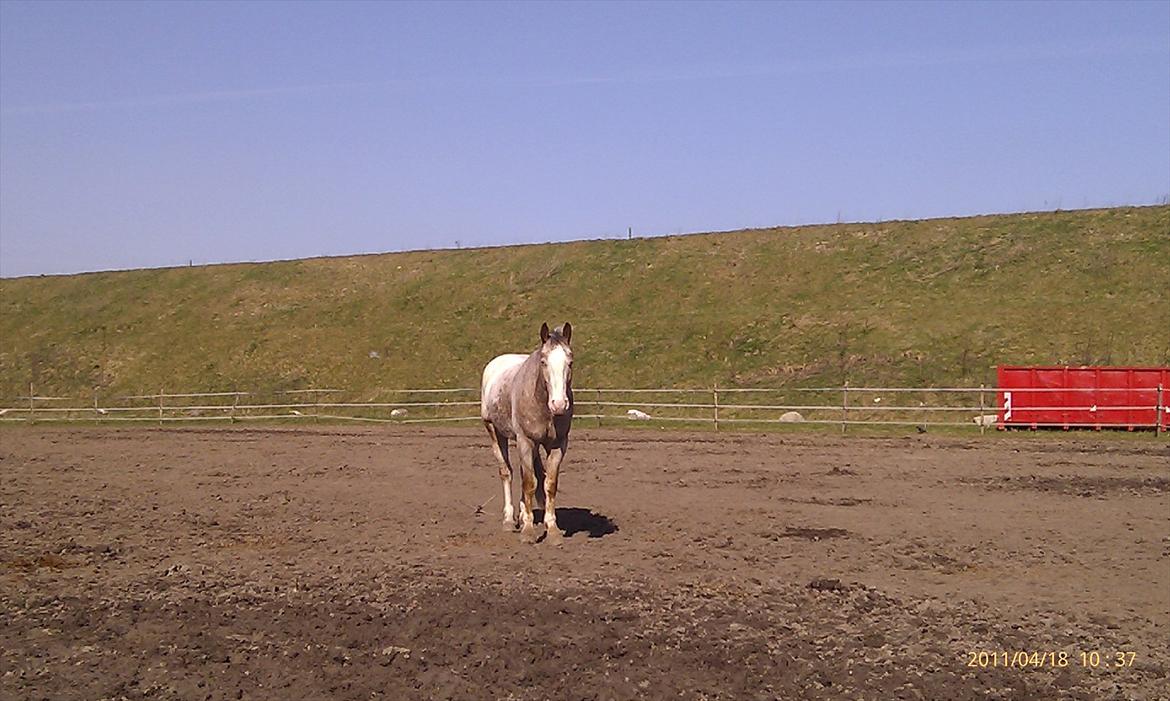 Hvidovre-Avedøre Rideklub - Pako på fold :) billede 18