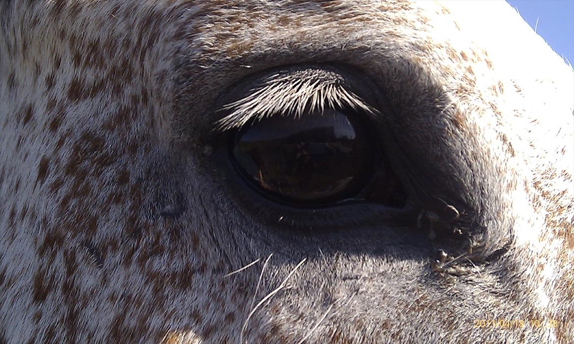 Hvidovre-Avedøre Rideklub - Vamse's smukke øje ;)  billede 19