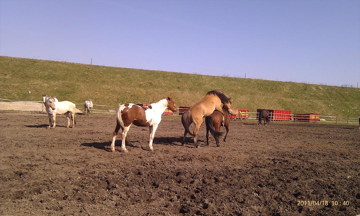 Hvidovre-Avedøre Rideklub - Honni er vidst ikke så glad.. Men det er der vidst en anden som er!! :p  billede 20