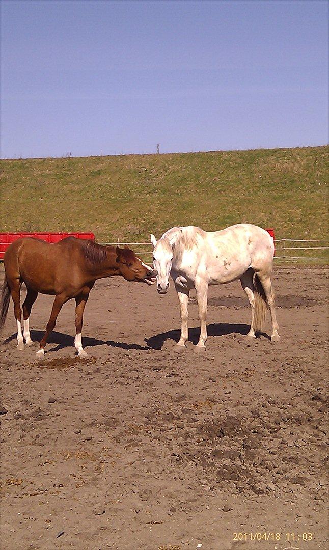 Hvidovre-Avedøre Rideklub - Diablo og Nandor leger/slås ?  billede 21