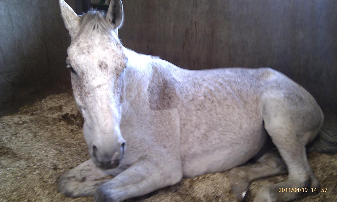 Hvidovre-Avedøre Rideklub - Søde, trætte vamse (Vampire) :)  billede 22