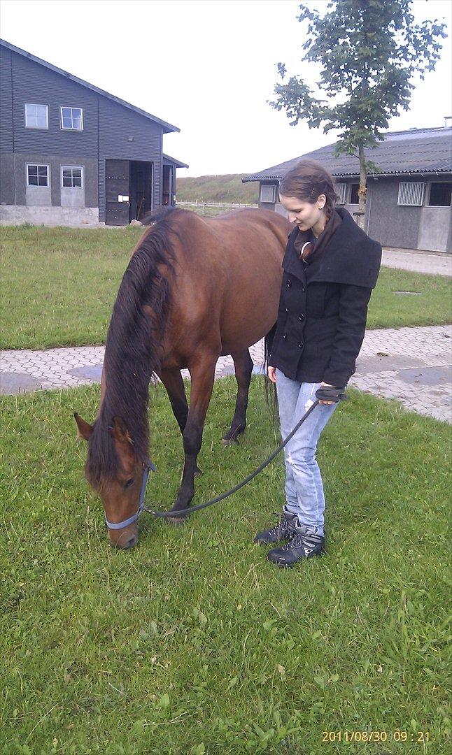 Hvidovre-Avedøre Rideklub - Hygge med Starlight :)  billede 23