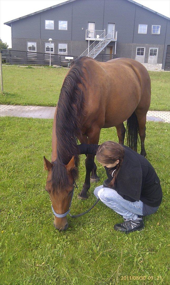 Hvidovre-Avedøre Rideklub - Hygge med Starlight :)  billede 24