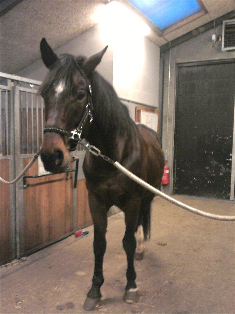 Hvidovre-Avedøre Rideklub - Smukke Playboy - Rest In Peace <3  billede 26