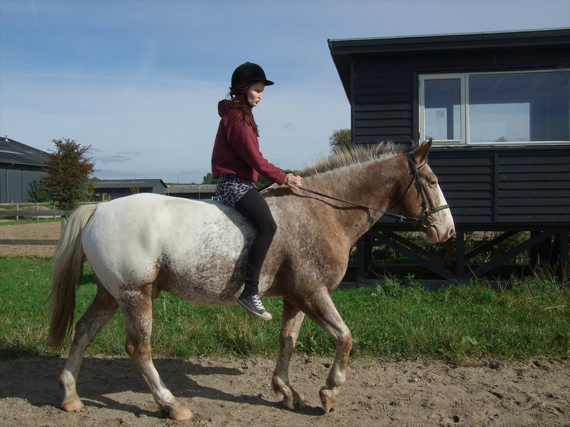 Hvidovre-Avedøre Rideklub - En af de første gange jeg red Pako :) September 2010. billede 4